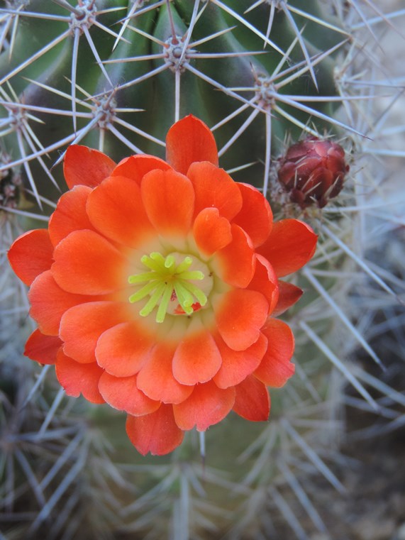 claret_cup_cactus_orange_bloom_JBland