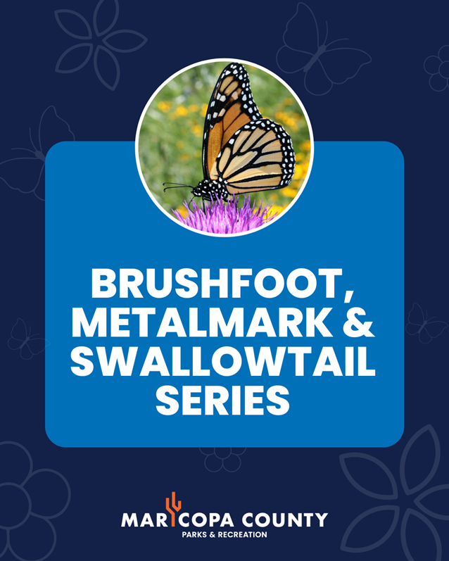 Graphic featuring a butterfly image with the title “Brushfoot, Metalmark & Swallowtail Series” and Maricopa County Parks and Recreation branding at the bottom.