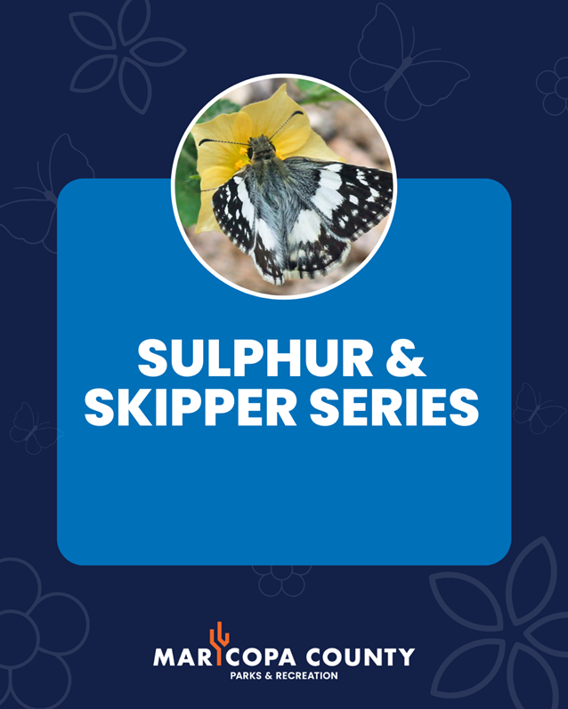 Graphic featuring a butterfly image with the title “Sulphur & Skipper Series” and Maricopa County Parks and Recreation branding at the bottom.