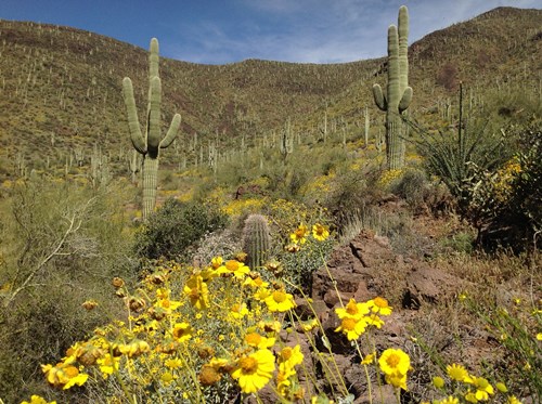 Spur Cross Ranch Conservation Area (SX) - Photo Galleries | Maricopa ...