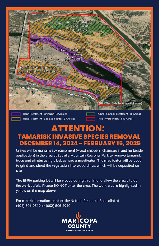 Estrella_-_Invasive_Species_(Tamarisk)_Removal